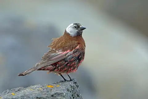 Grey-crowned Rosy Finch