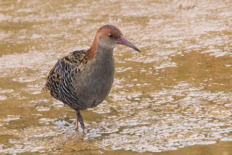 Lewin's Rail
