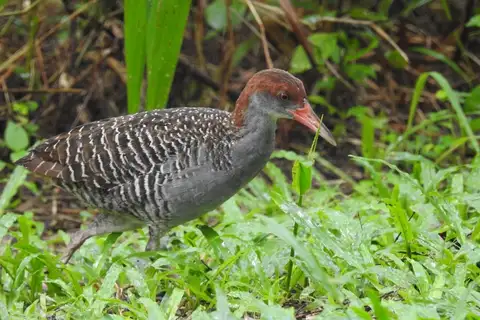 Slaty-breasted Rail