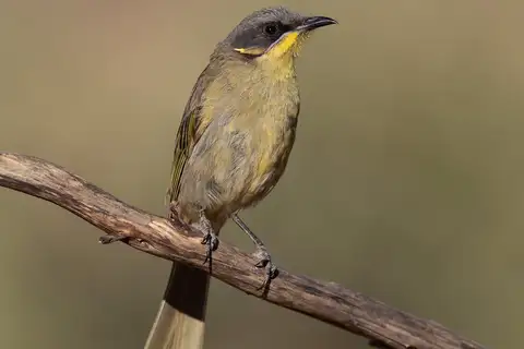 Purple-gaped Honeyeater