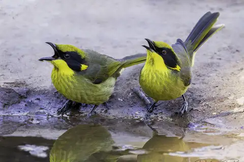 Yellow-tufted Honeyeater