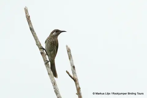 Silver-eared Honeyeater