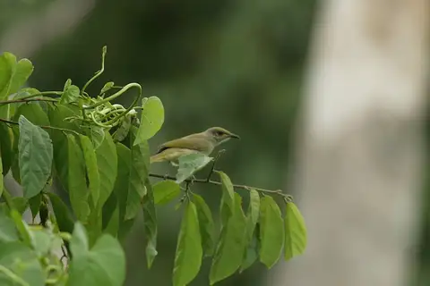 Olive Honeyeater