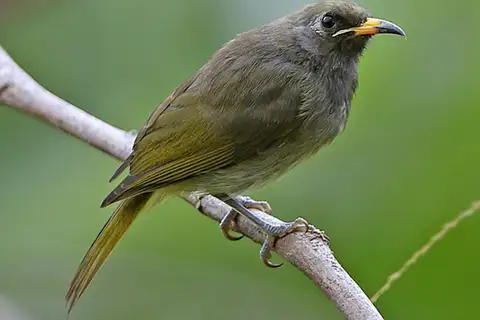 Buru Honeyeater
