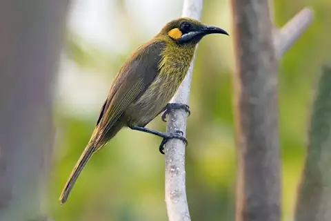 Flame-eared Honeyeater