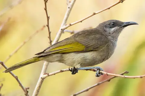 Grey-eared Honeyeater