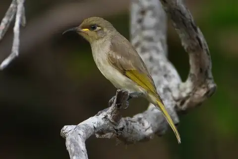 Brown Honeyeater