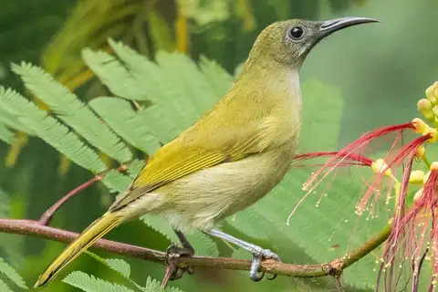 Scaly-crowned Honeyeater