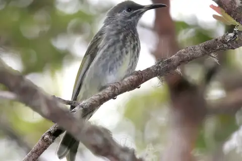 Seram Honeyeater