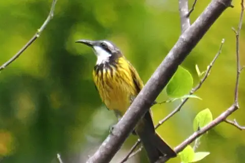 Black-necklaced Honeyeater