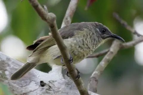 Scaly-breasted Honeyeater