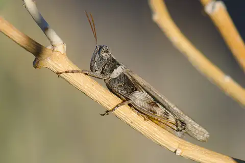 Desert Clicker Grasshopper
