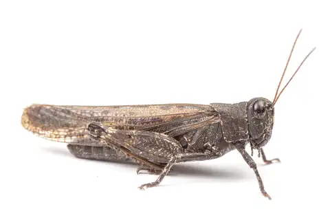 Pecos Clicker Grasshopper