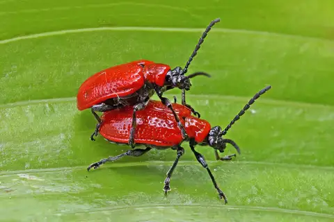 Lily Leaf Beetle
