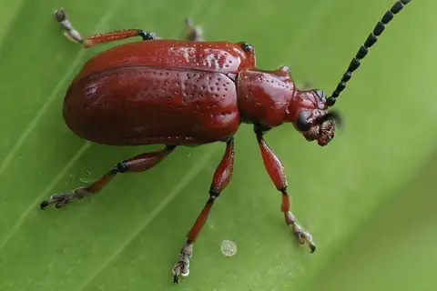 Onion Beetle