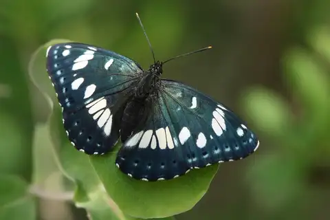 Southern White Admiral