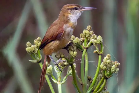 Straight-billed Reedhaunter