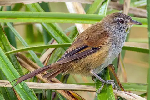 Sulphur-bearded Reedhaunter