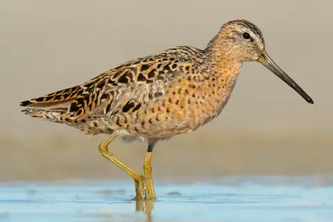 Short-billed Dowitcher