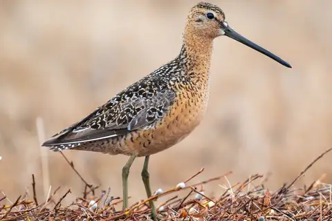 Long-billed Dowitcher