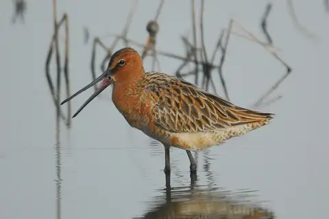Asian Dowitcher