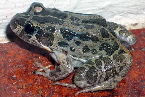 Marbled Frog