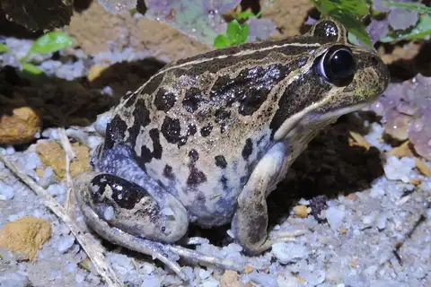 Western Banjo Frog