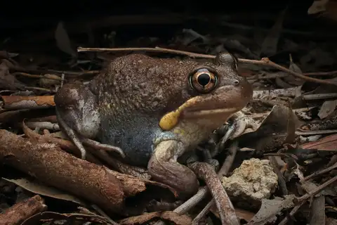 Eastern Banjo Frog