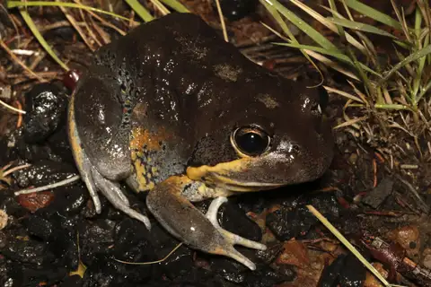 Scarlet-sided Banjo Frog