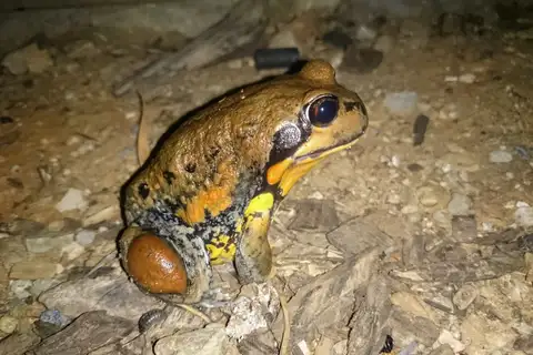 Giant Banjo Frog