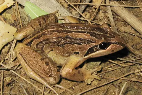 Striped Marsh Frog