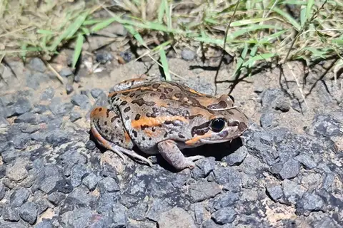 Salmon-striped Frog