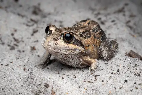 Coastal Banjo Frog