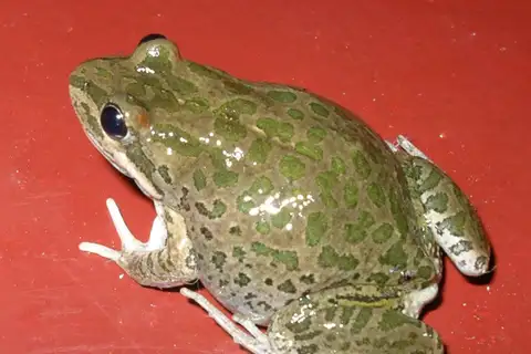 Spotted Marsh Frog