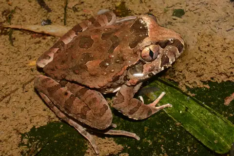 Rapids Frog