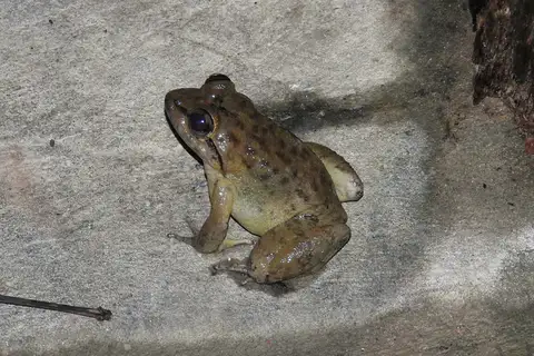Matang Creek Frog
