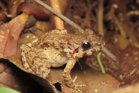Rough Guardian Frog
