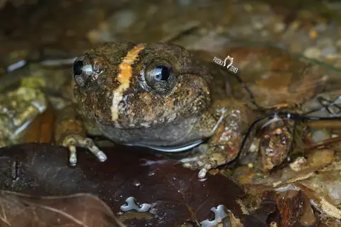 Fragile wart frog