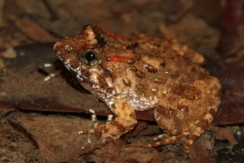 Fujian Large-headed Frog