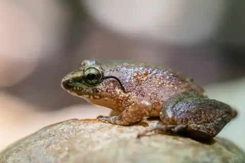 Hill Forest Frog