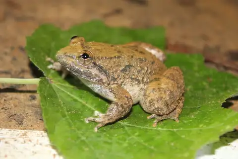 Kuhl's Creek Frog