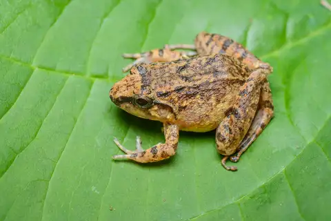Limborg's frog