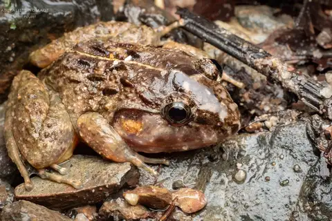Big-headed Frog