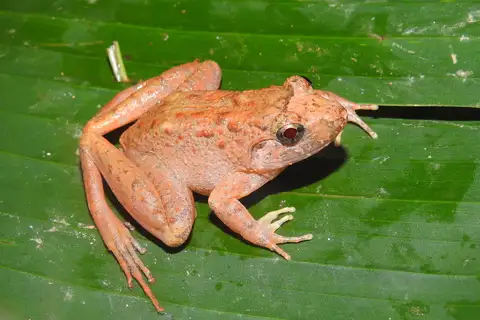 Indonesian Wart Frog