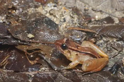 Smooth Guardian Frog