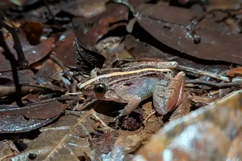 Smooth Guardian Frog