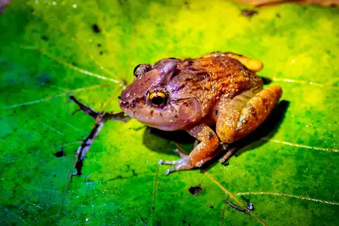 Rhinoceros Frog