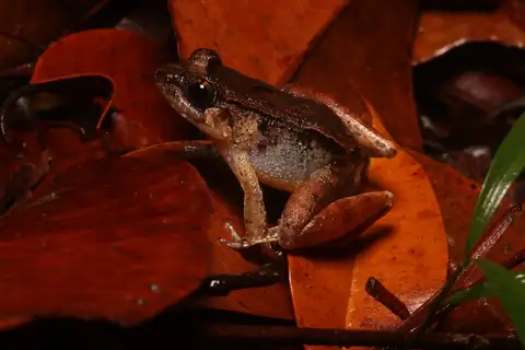 Sarawak Guardian Frog
