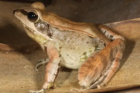Limnonectes timorensis