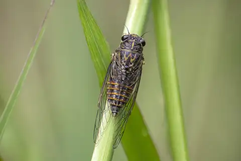 Wallum Sedge-clicker